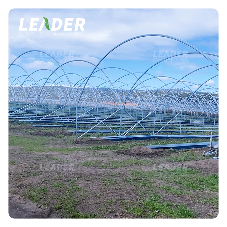Simple Structure Agriculture Hot Galvanized Y Column Metal Frame Plastic Film Cover Multi Span Blueberry Black Berry Greenhouse