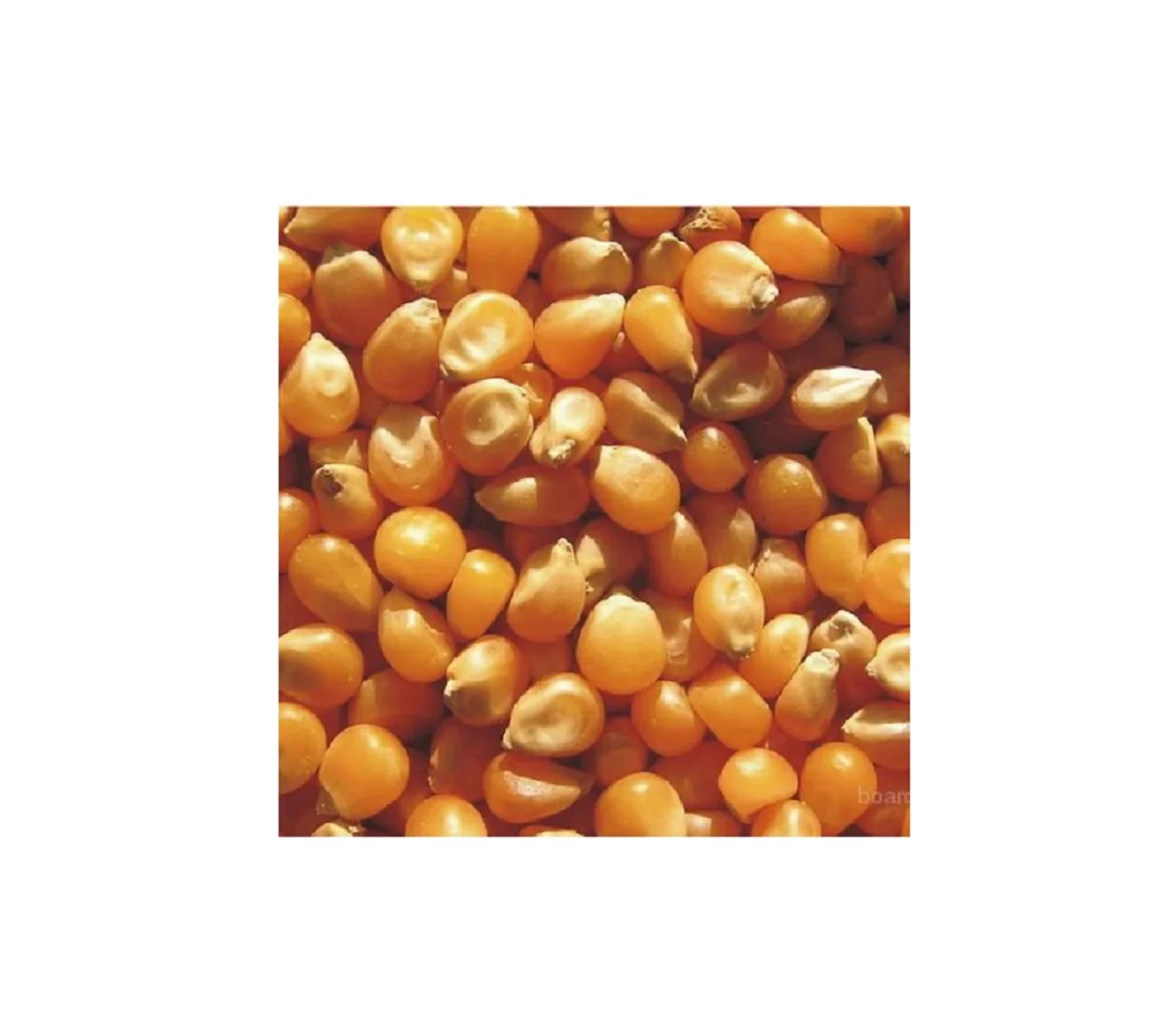 High Quality Hot Seller Ukraine Original dry yellow corn for sale