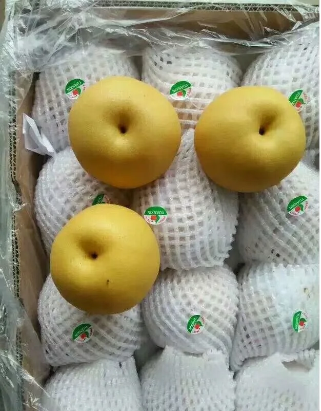Chinese Shandong Fengshui Pear Good Exporter
