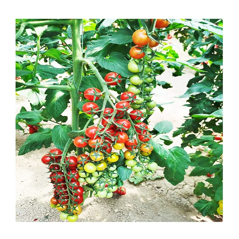 
Hybrid TY virus from China red cherry tomato seeds 