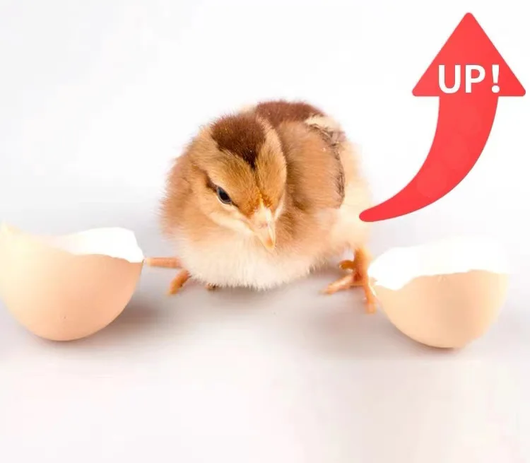 hatch Duck Goose Quail Peacock Ostrich Egg Poultry eggs break broken out of the shell incubators fertile hatching eggs