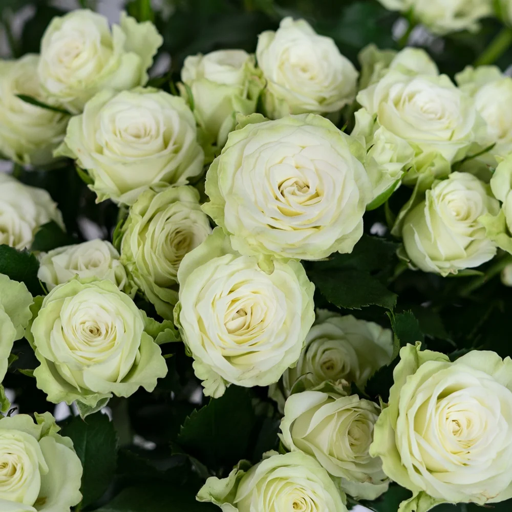 Competitive Price Home Wedding Decor Green White Long Stem Natural Roses Fresh Cut Flowers