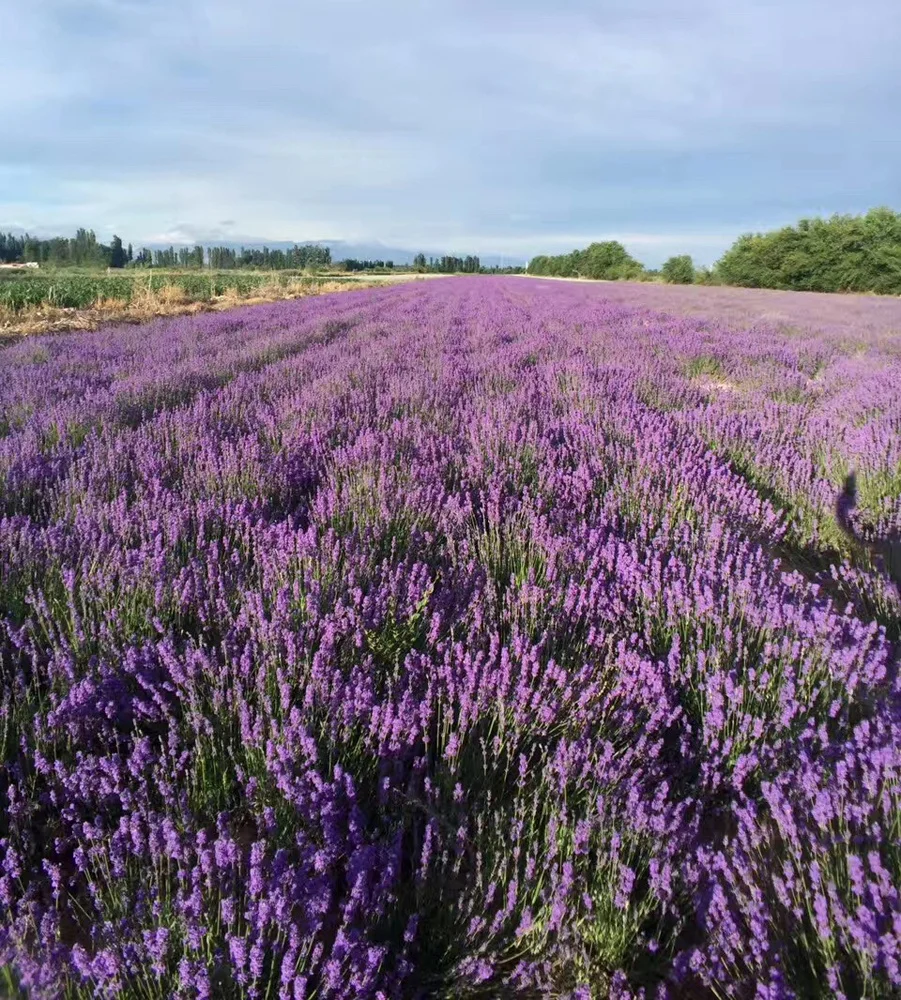 Органические натуральные цветочные бутоны, саше, Лаванда для освежителя воздуха