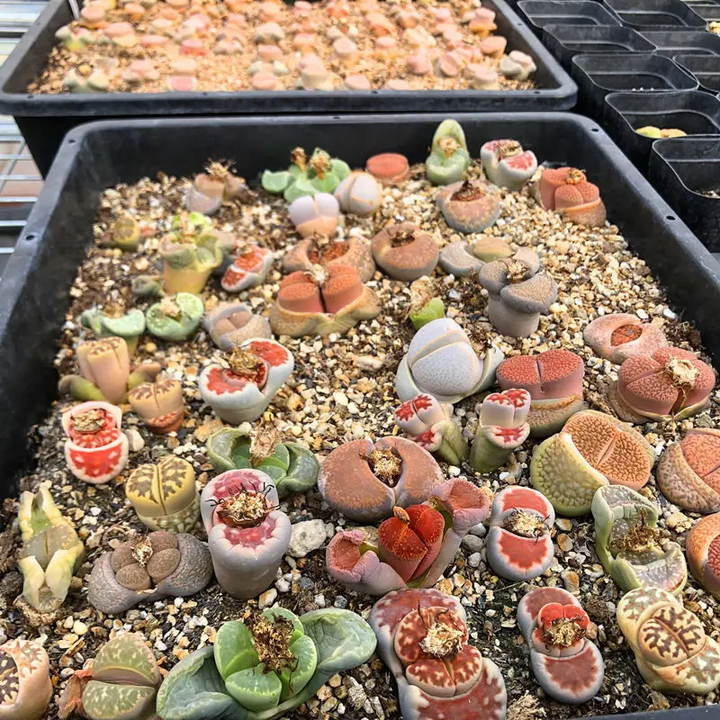 Shi sheng hua, 25 семян смешанных растений, милые мини-литопсы, семена живых камней для посадки