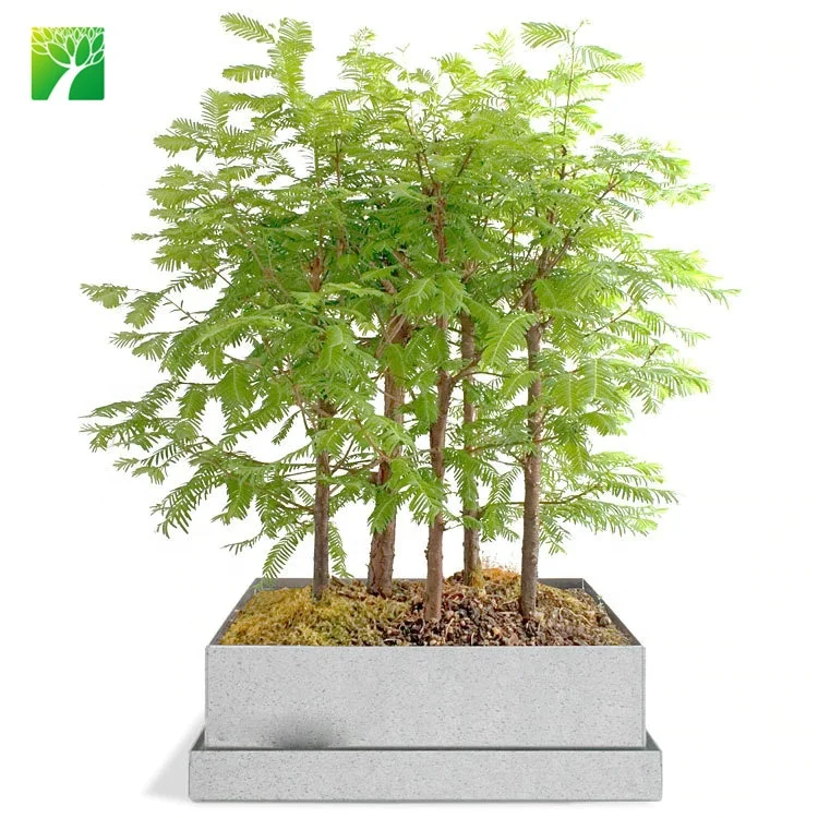 Plant farm cheap wholesale home decor dawn redwood forest gardening kit real live bonsai plant tree