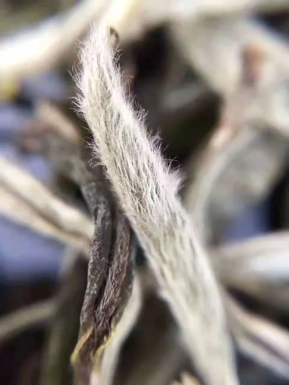 2021 Bai Hao Yin Zhen White Loose leaf tea silver needle for wholesales