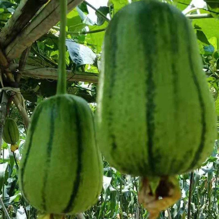 
Luffa Seeds Melon Seeds Green Melon Seed China Supplier 