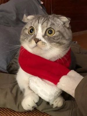 
Warm Winter Pet Dog Scarves Knitting Thicken Scarf Shawl Knit Collar Cat Christmas Scarf Grooming Accessories For Pets 