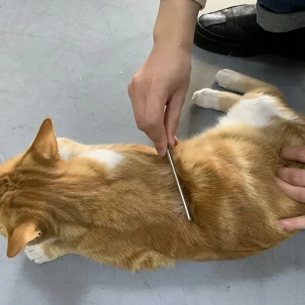 Haired cat comb product check,Pet inspection,Inspection Agent
