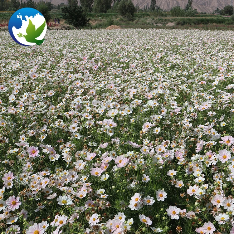 Family Flowers bulbs seed Perennial Coreopsis Public Park Cosmos flower plants seeds for garden