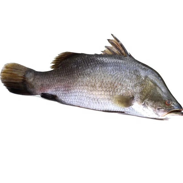  Хорошее качество свежего морского окуня замороженные морепродукты для