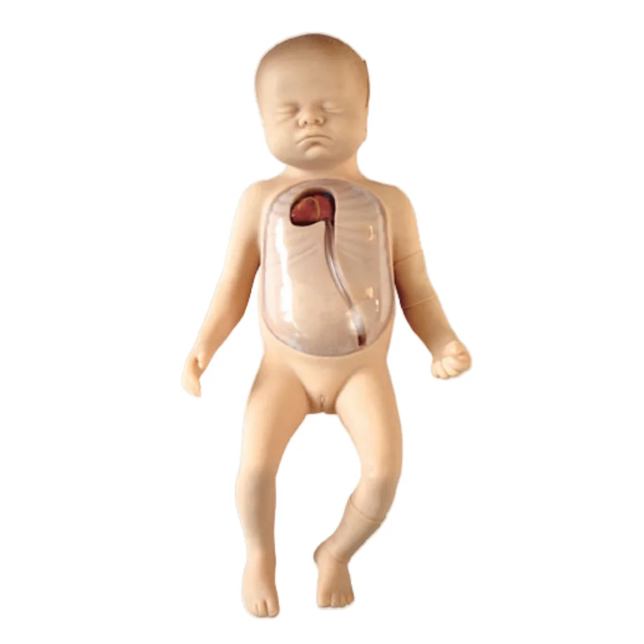 ADA Peripheral Puncture and Central Venous Puncture Cannulation Model and Neonatal Peripheral Central Venous Cannulation Model