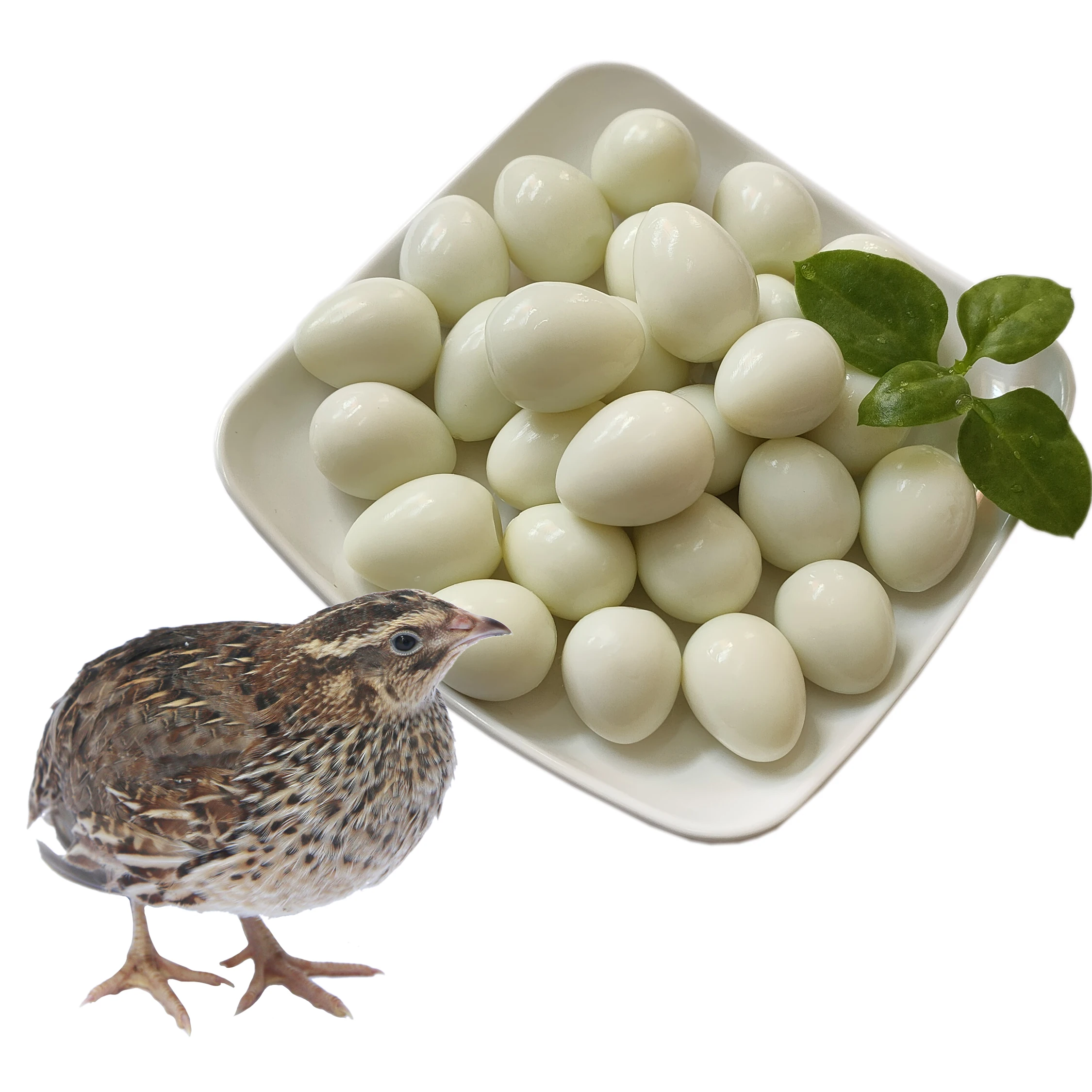 Quail egg canned supermarket snack food and beverage wholesale and retail price wumart quail eggs