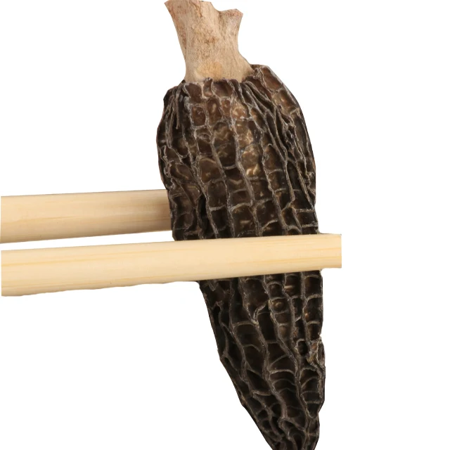 Цена на органические морели в Китае/морчелла эскулента/морчелла