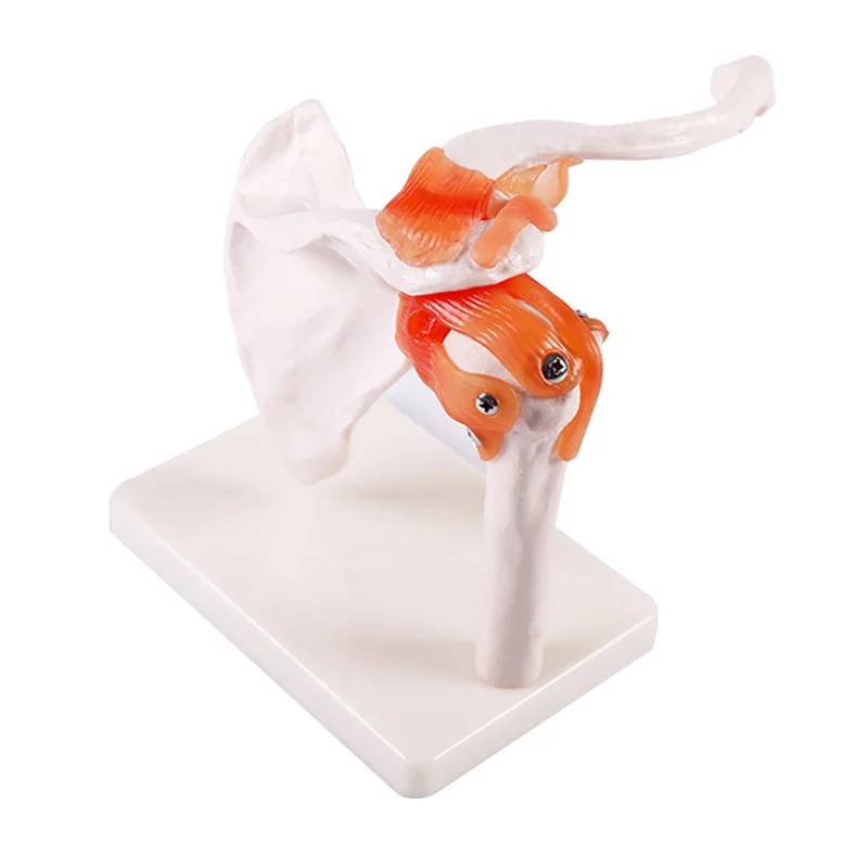 BIX-A1023 shoulder joint skeleton human anatomy model