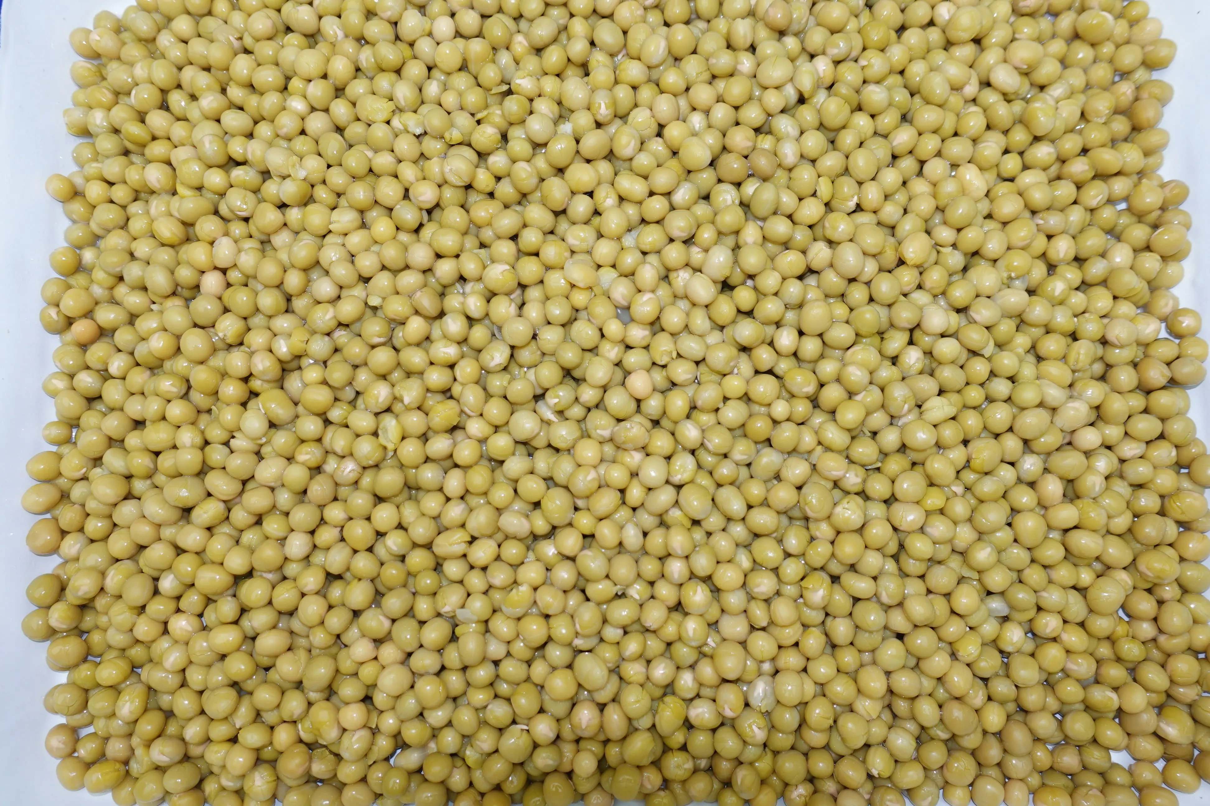 3 KG big size wholesale canned green peas healthy beans vegetable in brine can food