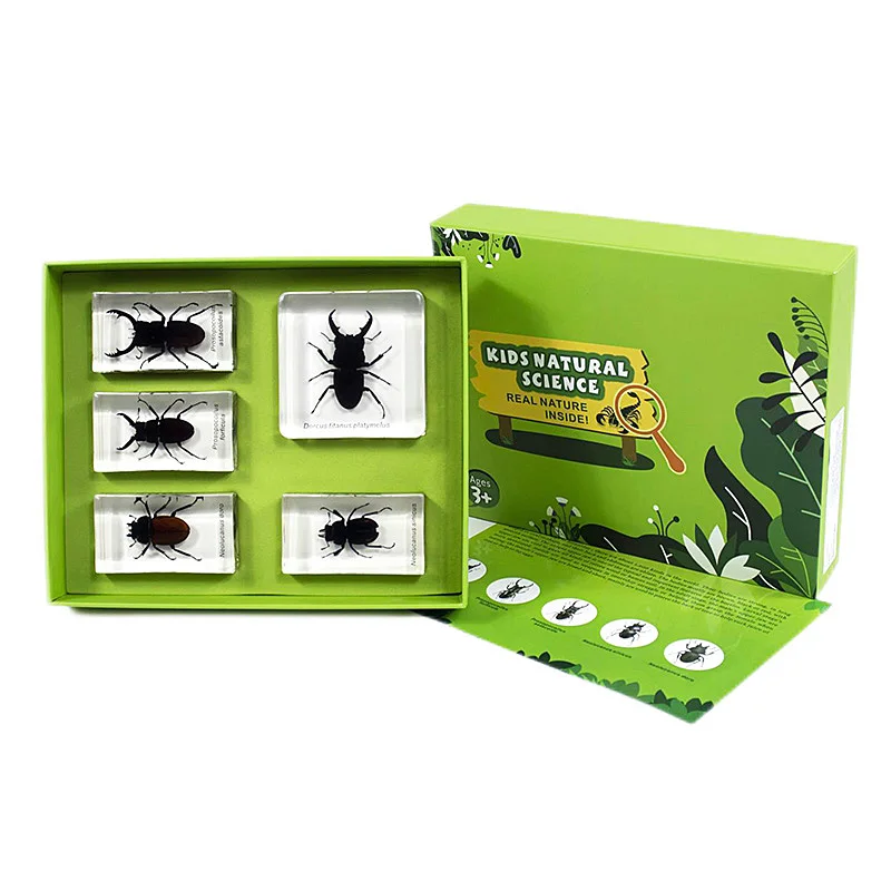 Real Insect Acrylic Birthday Gifts Stage Beetles Specimen for Kids TOYS