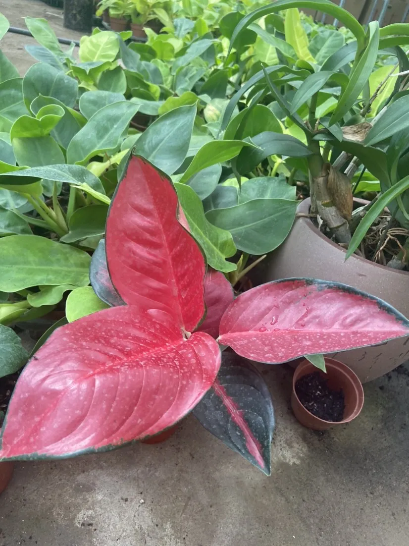 Aglonema suksom jaipong - pohon bunga