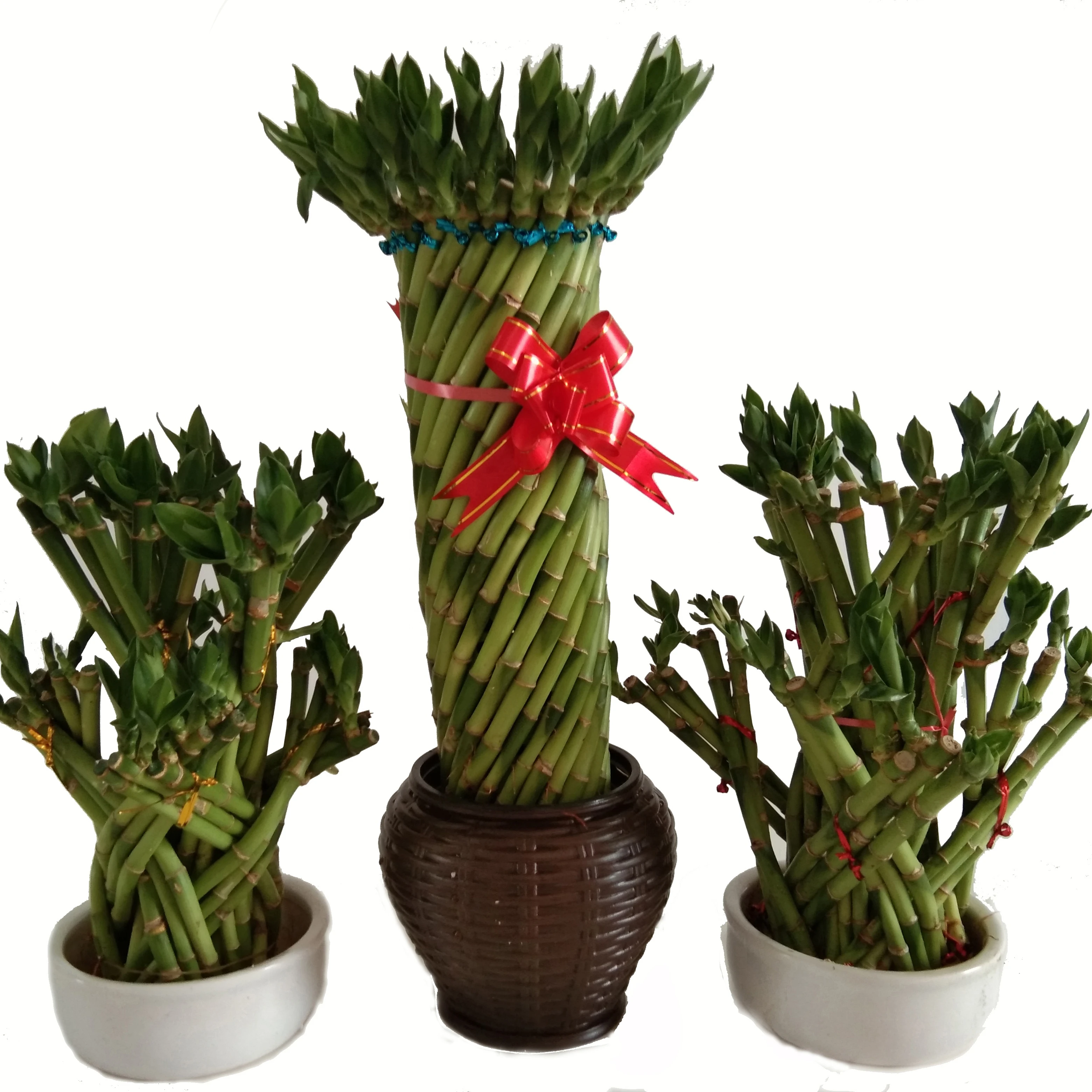 
Green basket flower style lucky bamboo with good quality Zhanjiang 