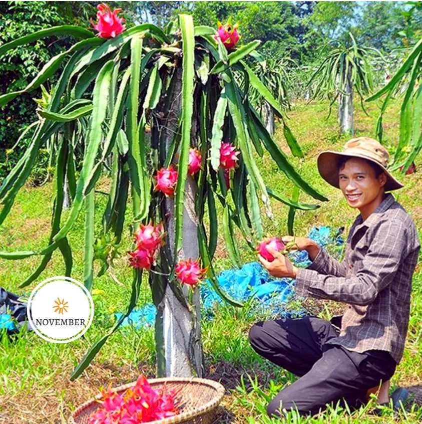 FRESH DRAGON FRUIT EXPORT TO INDIA /+84 901445086