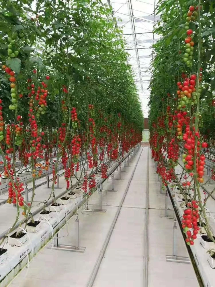 Wholesale  Farming  Intelligent Tomato Hydroponic Soilless Growing Greenhouse/Steel Structure Multi-Span Glass Greenhouse
