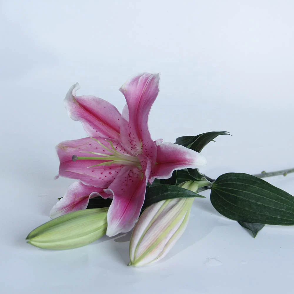 Made in China Wholesales Decorative Fresh Cut Floral Unique Bouquet Lilies Black Beauty Lily Buddhist Worship for Wedding Gift