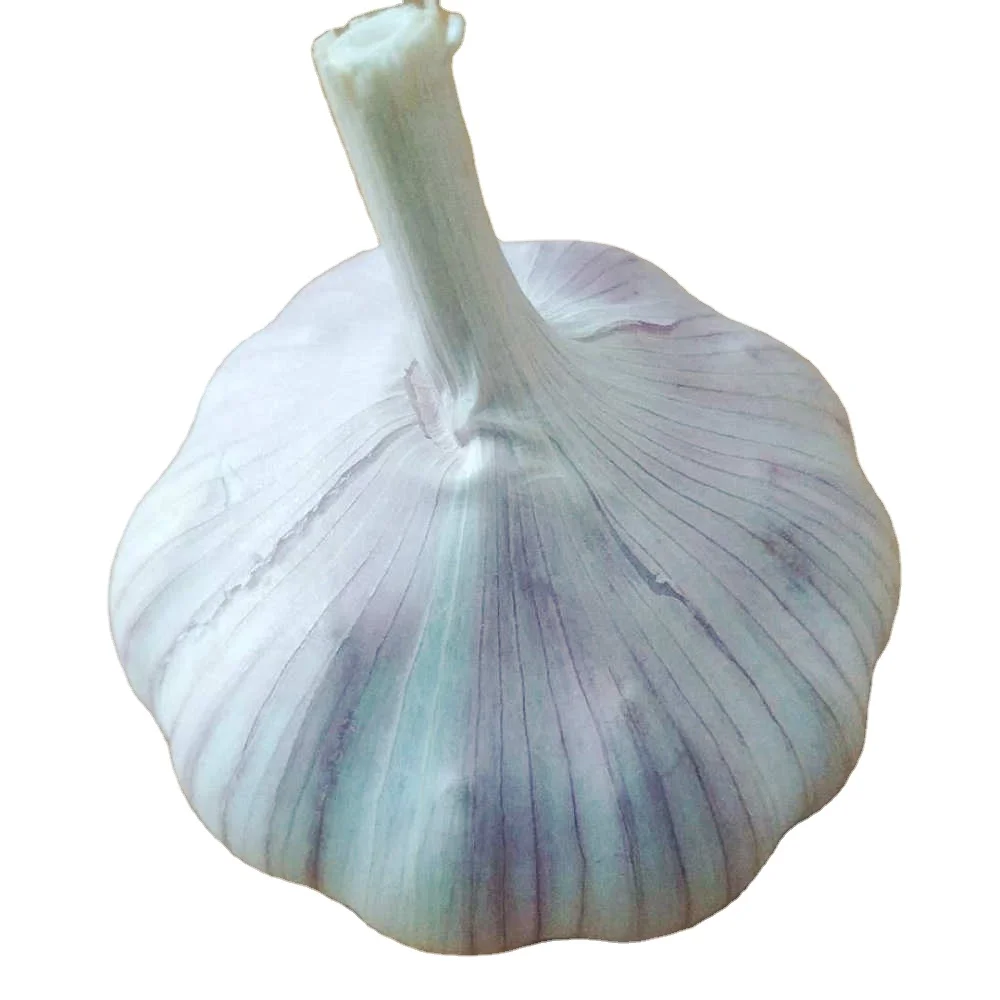 Чеснок чисто белый Shandong высшего качества