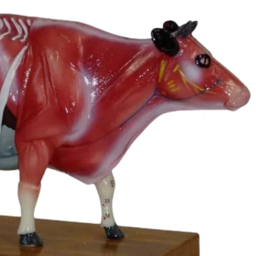 ADA Medical models Pig Acupuncture Model and Cattle Acupuncture Model For teaching and learning anatomy