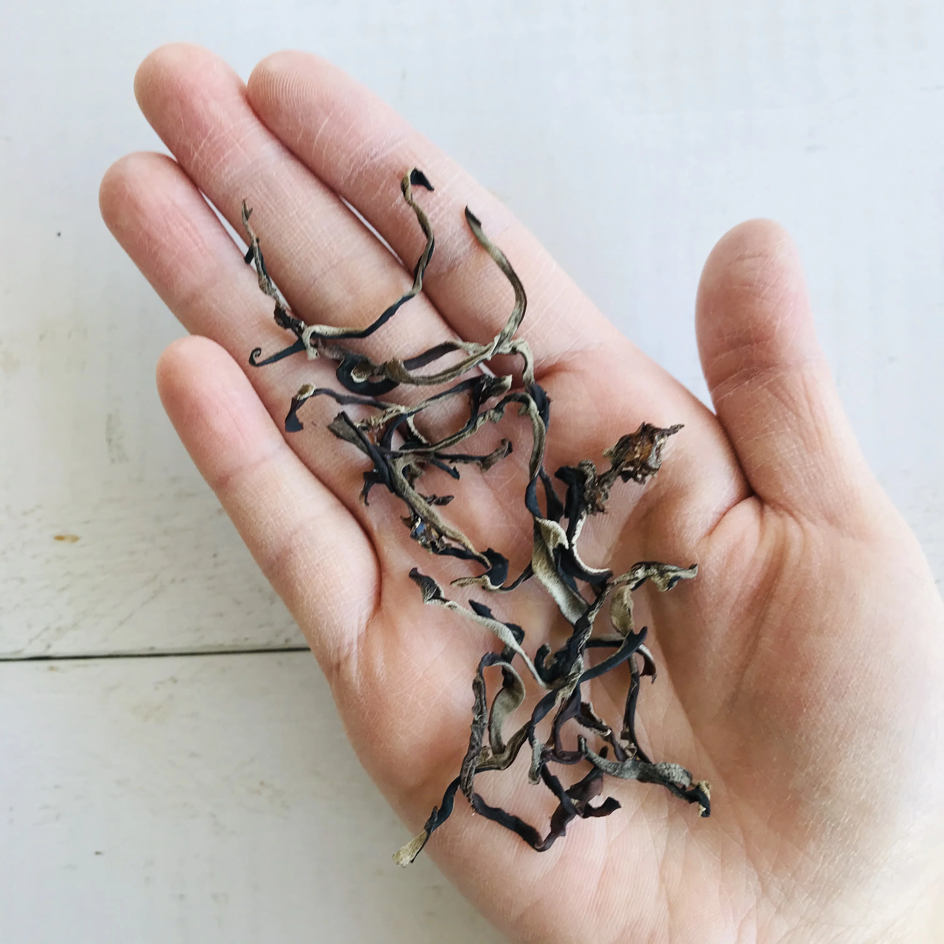 
Wholesale wood ear organic dried shiitake mushroom form Japan 