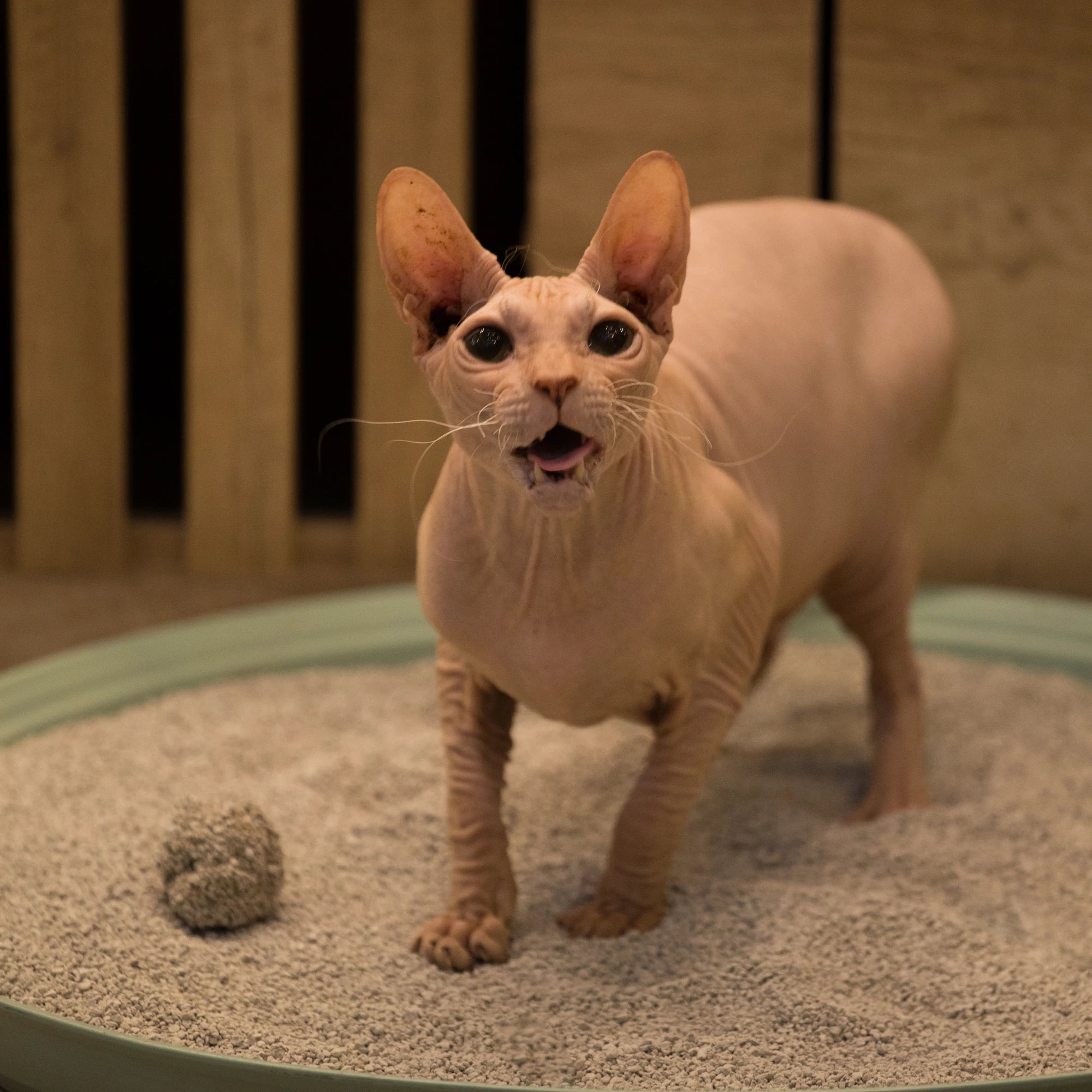 
factory supply dust free Natural bentonite clay cat litter wholesale 