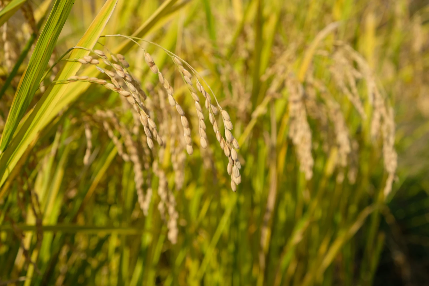 Органическая горная генмая-Ча с маття