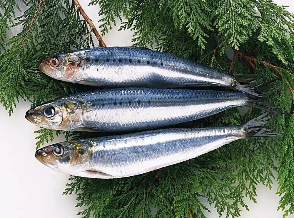 Frozen Fish Sardines For Canning And Market Sardinella Longiceps