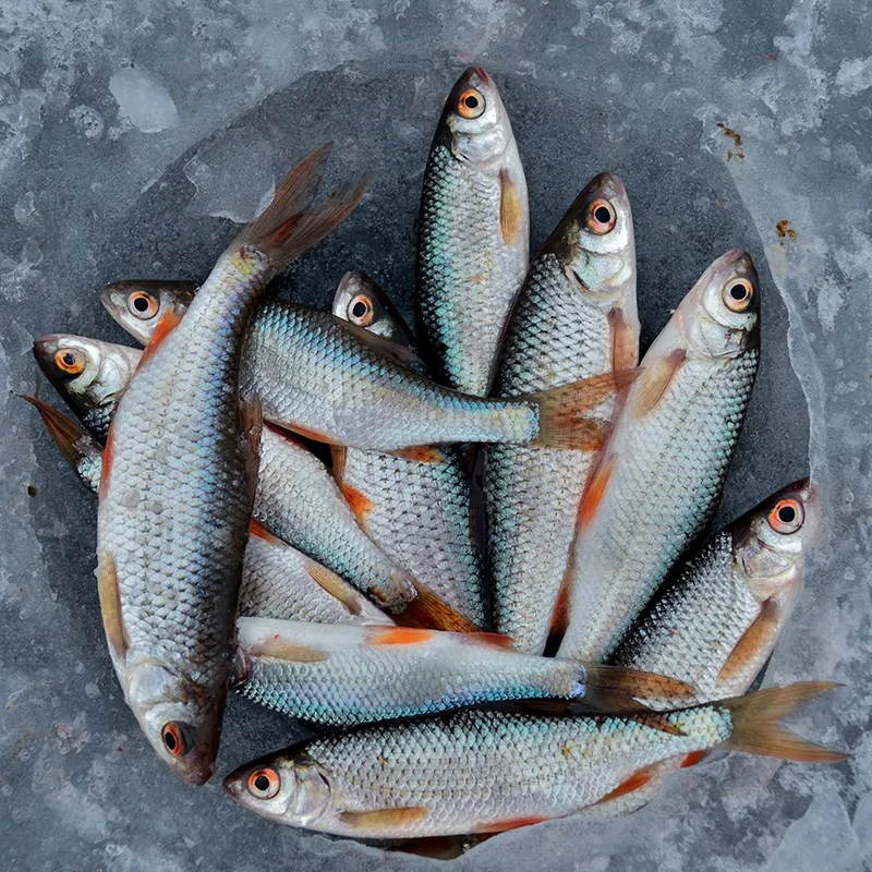 Improve water ecological enviroment accelerate growth aqua probiotics