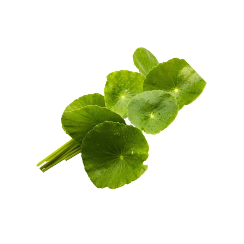 Заводская цена, экстракт Gotu Kola, экстракт гидрокоты азиатской, высококачественный порошок, бесплатный образец