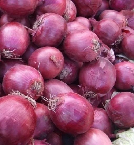 Top quality Natural Reliable Price Red Onion For Sale