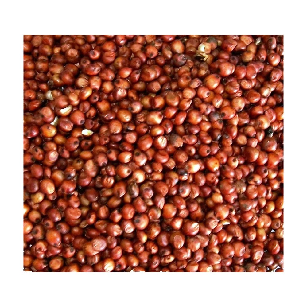 High Quality Red White Yellow Sorghum Seeds for Food Good Grains