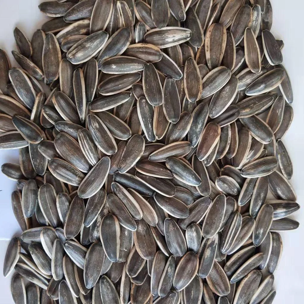 Китайское черно-белое сырье 363, семена подсолнечника меньшего размера для корма птиц, рыночная цена на продажу