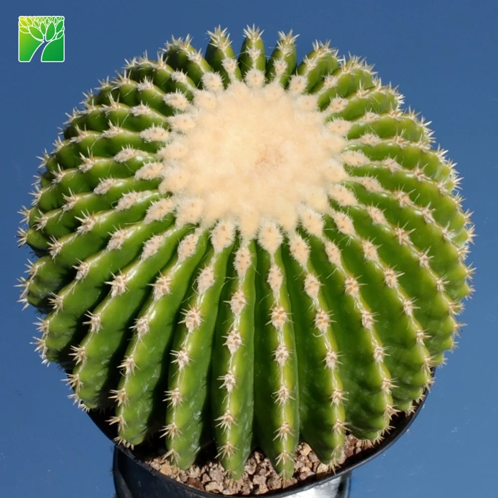 
 Прямая продажа растений на ферме, размер 8-50 см, садовый эхинокактус grusonii, орнамент, живые кактусы  