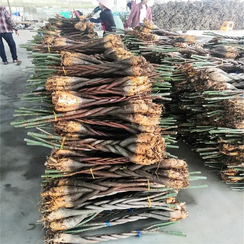 
Indoor Live Plant Money Tree Height 60-70ccm pachria macrocarpa 