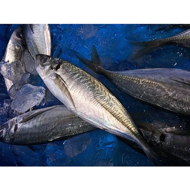 
South Africa high quality hot selling healthy price frozen horse mackerel fish 