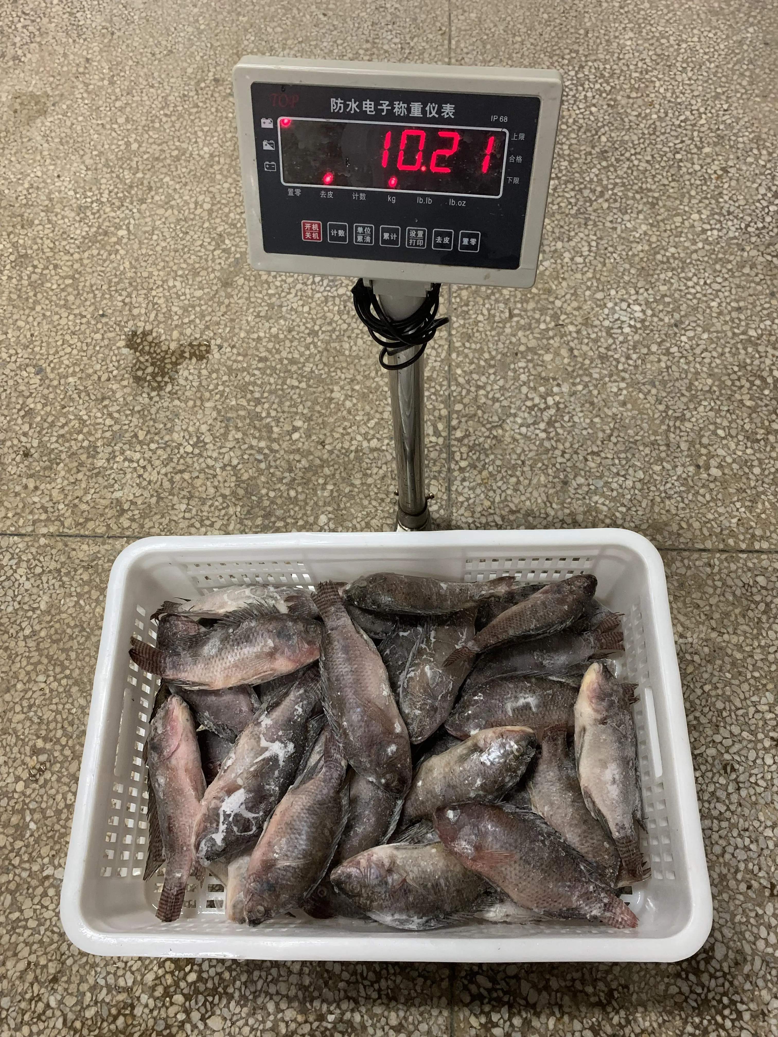 Attractive Tilapia Whole round Fish High Quality and Good Price