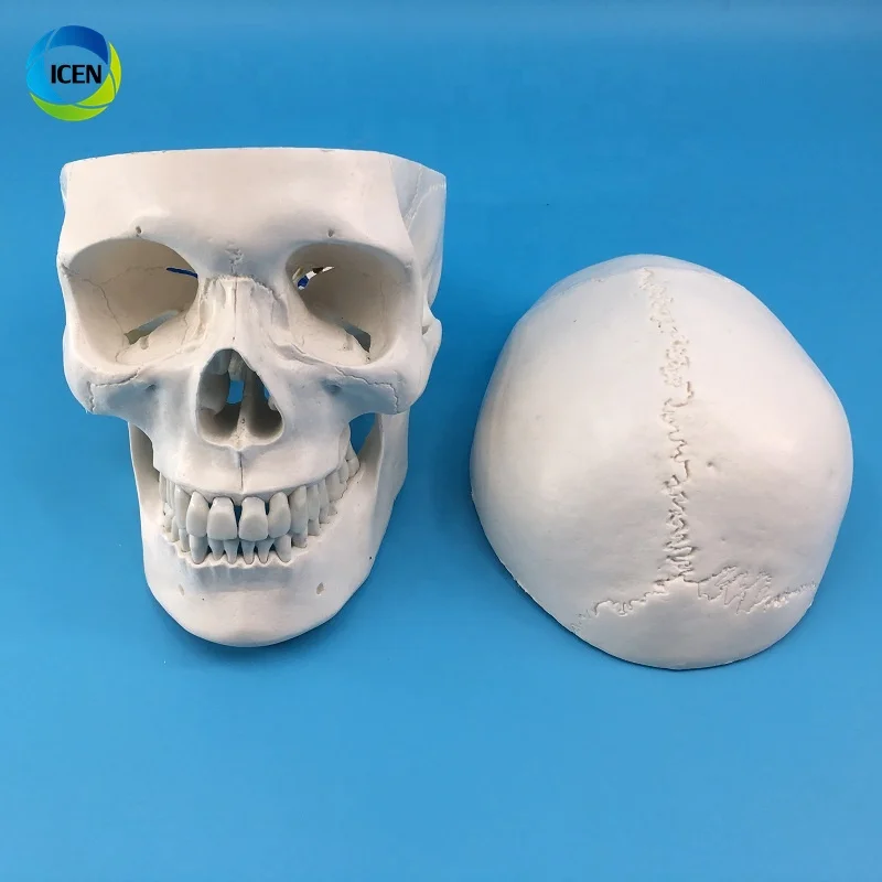 IN-M3 Human Skull Model 3-part Anatomical Model With Removable Skull Cranium Articulated Mandible For Medical Student Human