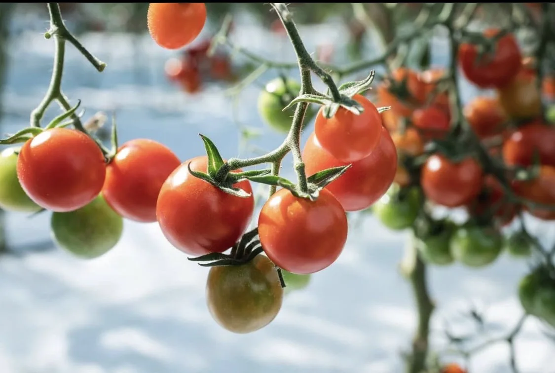 Wholesale health tasty tomatoes shop processing manufacturing