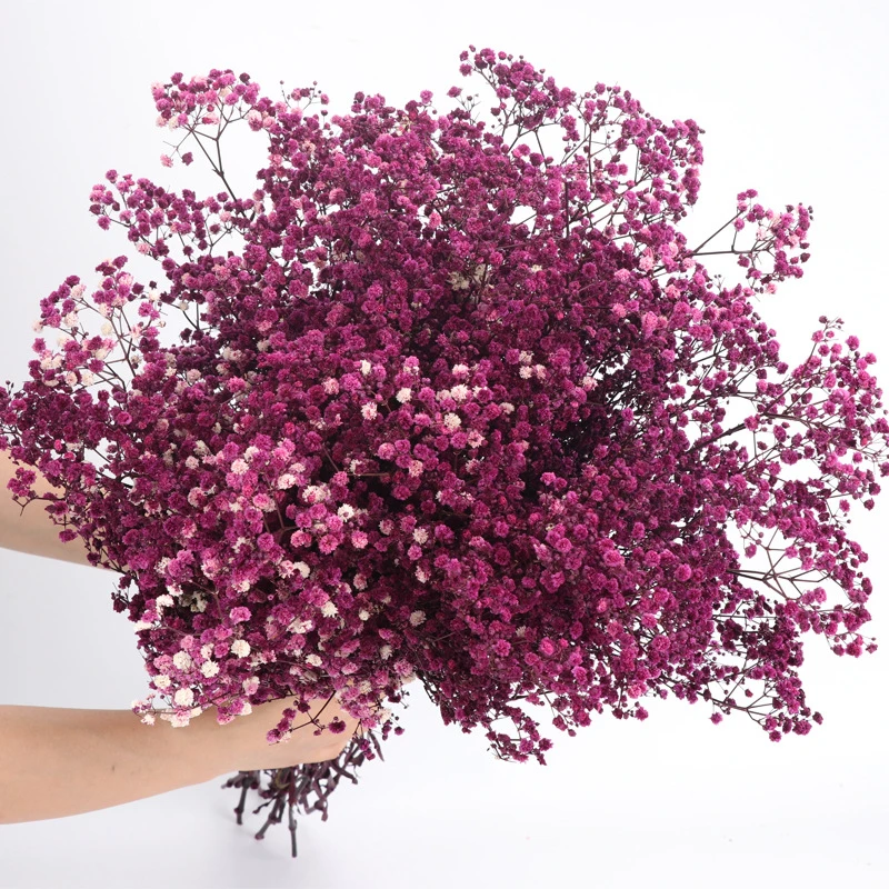 Gypsophila bouquet Preserved babys breath flowers white color dried flowers baby s breathe for wedding or house decoration