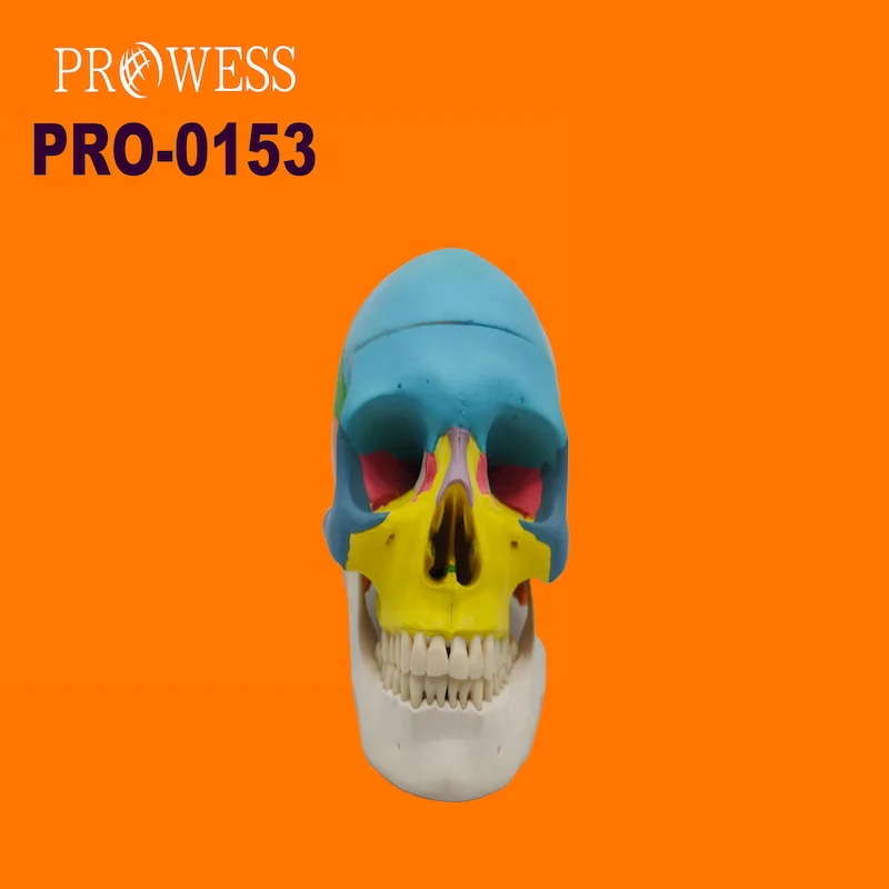 PRO-0153 High quality Colored Human Skull Model Medical Anatomical for nursing skill training Medical Teaching