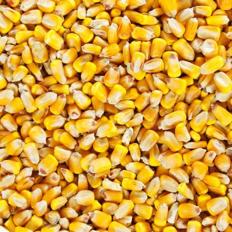 
Sweet Corn Yellow Corn Price Space Style Storage Cool Food Color Country Shelf Method Origin Type Life Size Dried Product 