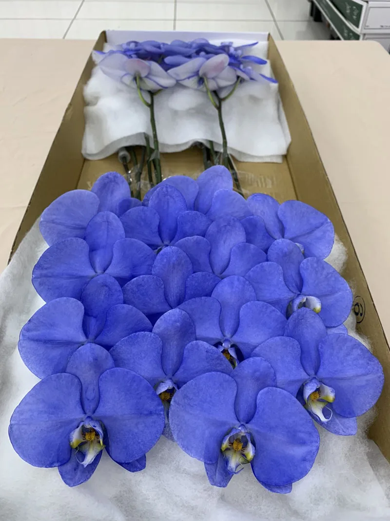 Wholesale Cheap Phalaenopsis Orchid Preserved Flowers Lightning Indigo Fresh