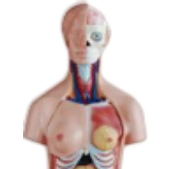 ADA Medical science 85 cm 21 parts  Three sexes torso model and 85cm 40parts Both sexes torso model with open back for teaching