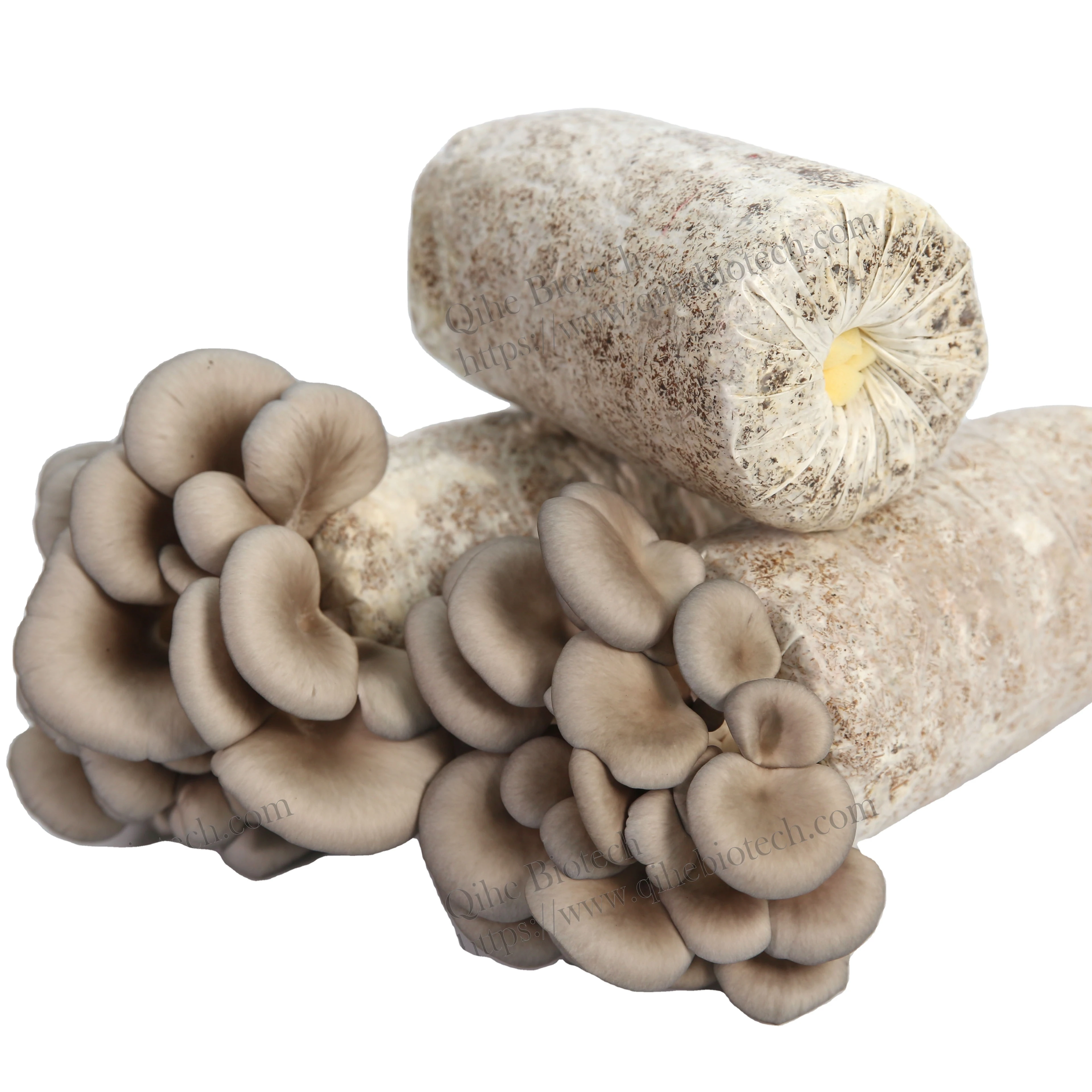 Oyster Mushroom Growing Bags autoclaved logs with inoculated seeds logs