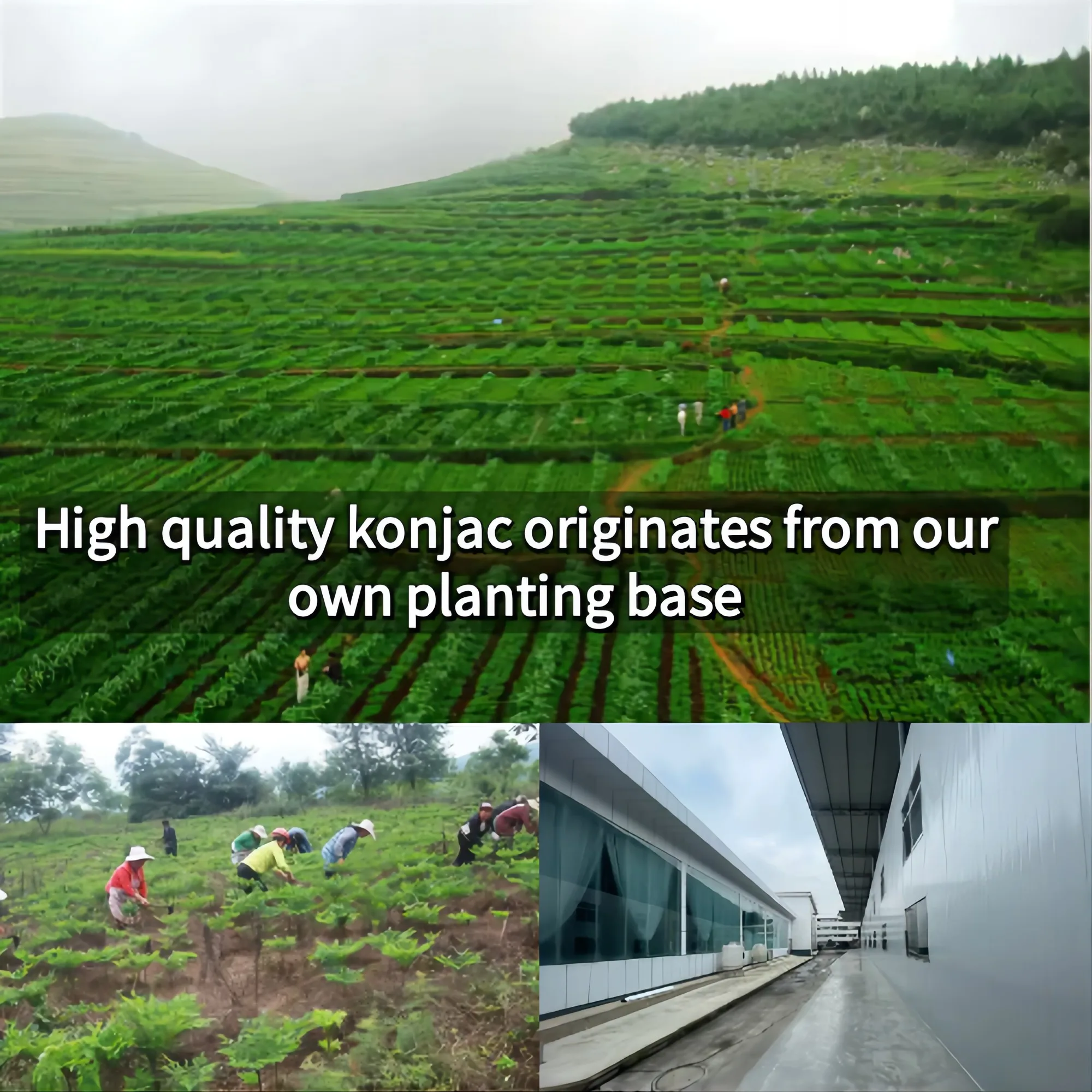 wholesale chinese snacks snow konjac healthy snacks low calorie low calorie  dry konjac meat